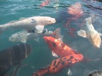 毘沙門沼の鯉　Carp in Bisyamonnuma